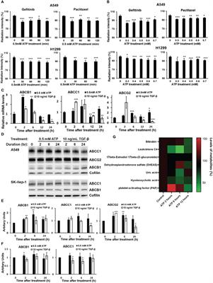 Diverse temporal and spatial mechanisms work, partially through Stanniocalcin-1, V-ATPase and senescence, to activate the extracellular ATP-mediated drug resistance in human cancer cells